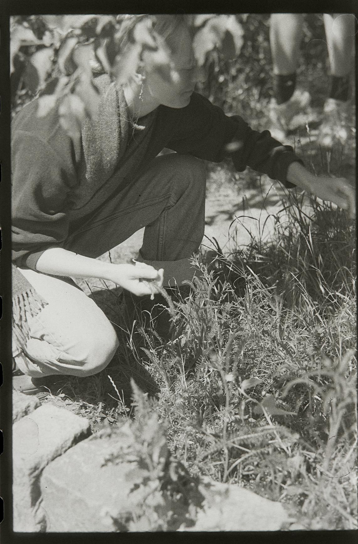 Elderflow, Cedron, Rosemary