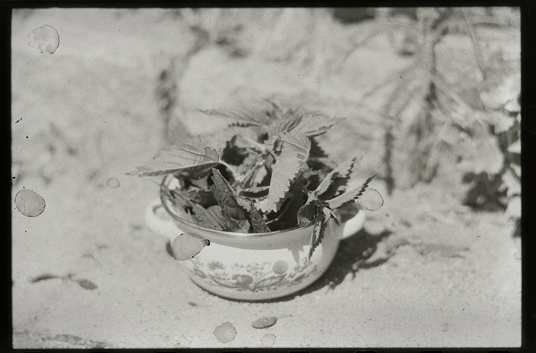 Elderflow, Cedron, Rosemary