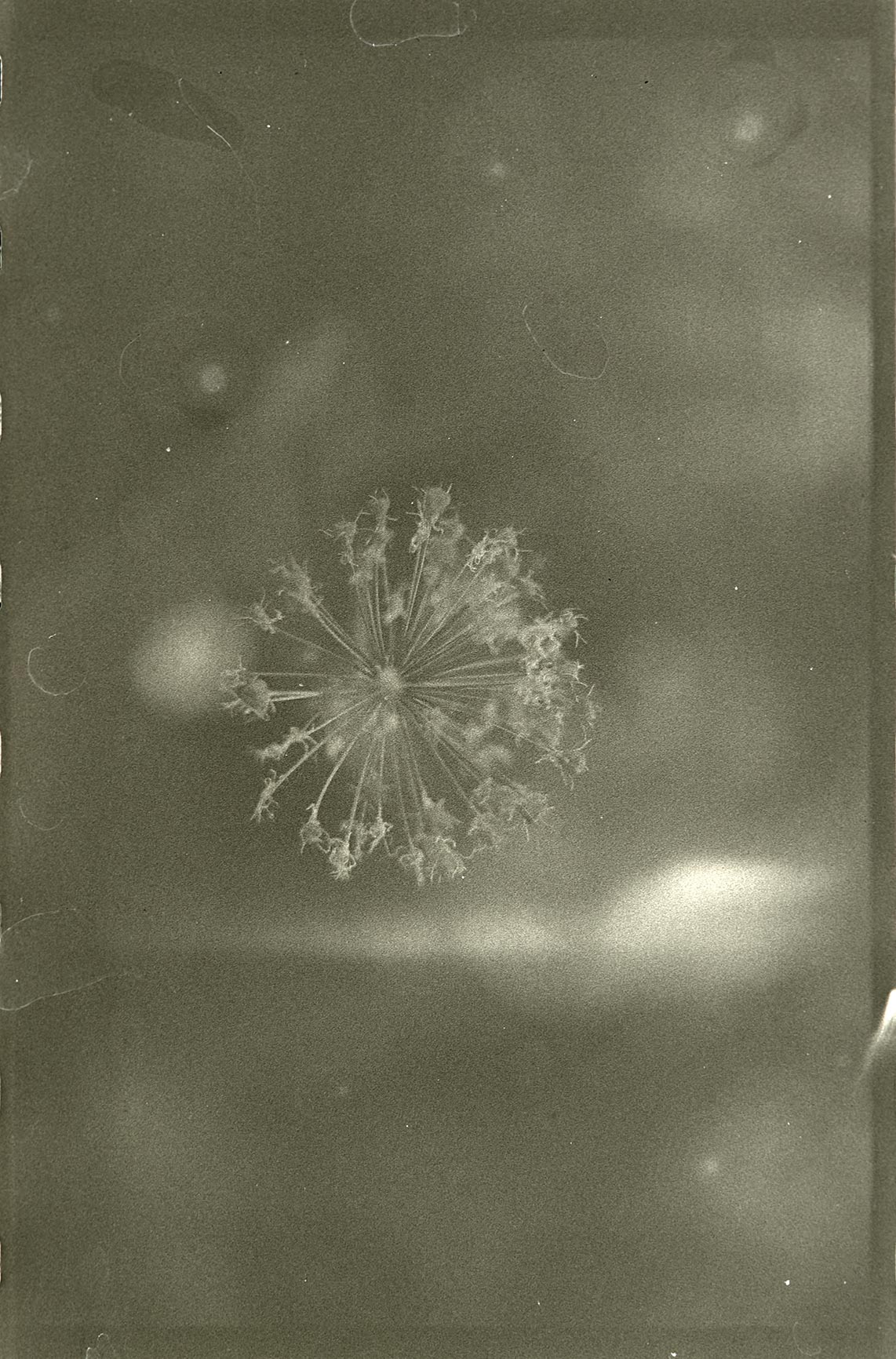 Mint, Yarrow, Verbena