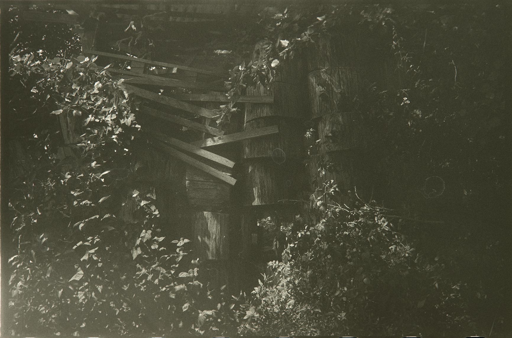 Mint, Yarrow, Verbena